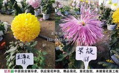 獨本菊批發(fā)價格
